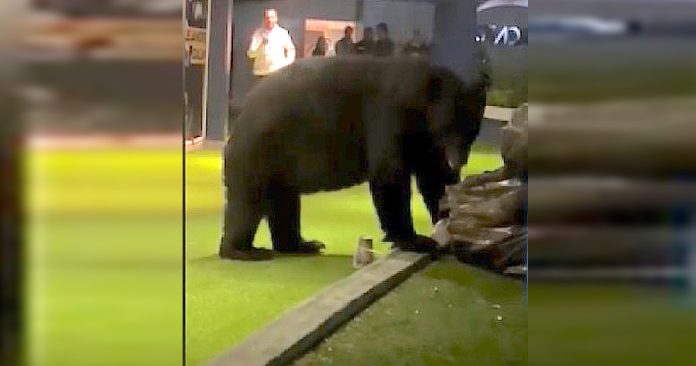 Un oso gigante entra a club en Monterrey por comida #VIDEO