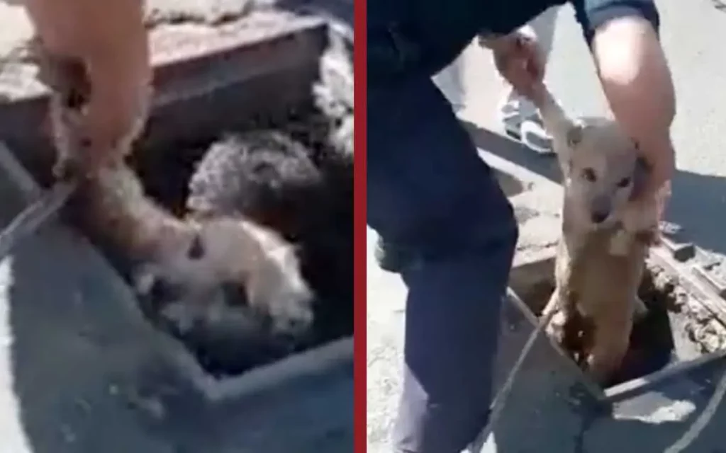 Bomberos rescatan a perrito que cayó en coladera abierta en Neza #VIDEO