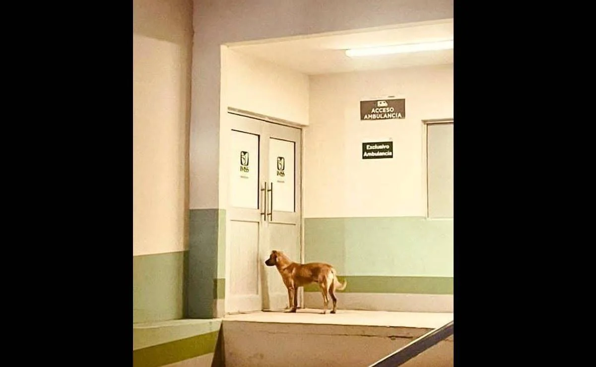 Perrito llamado 'El Palomo' salva la vida de su amo, un abuelito extraviado en Sonora