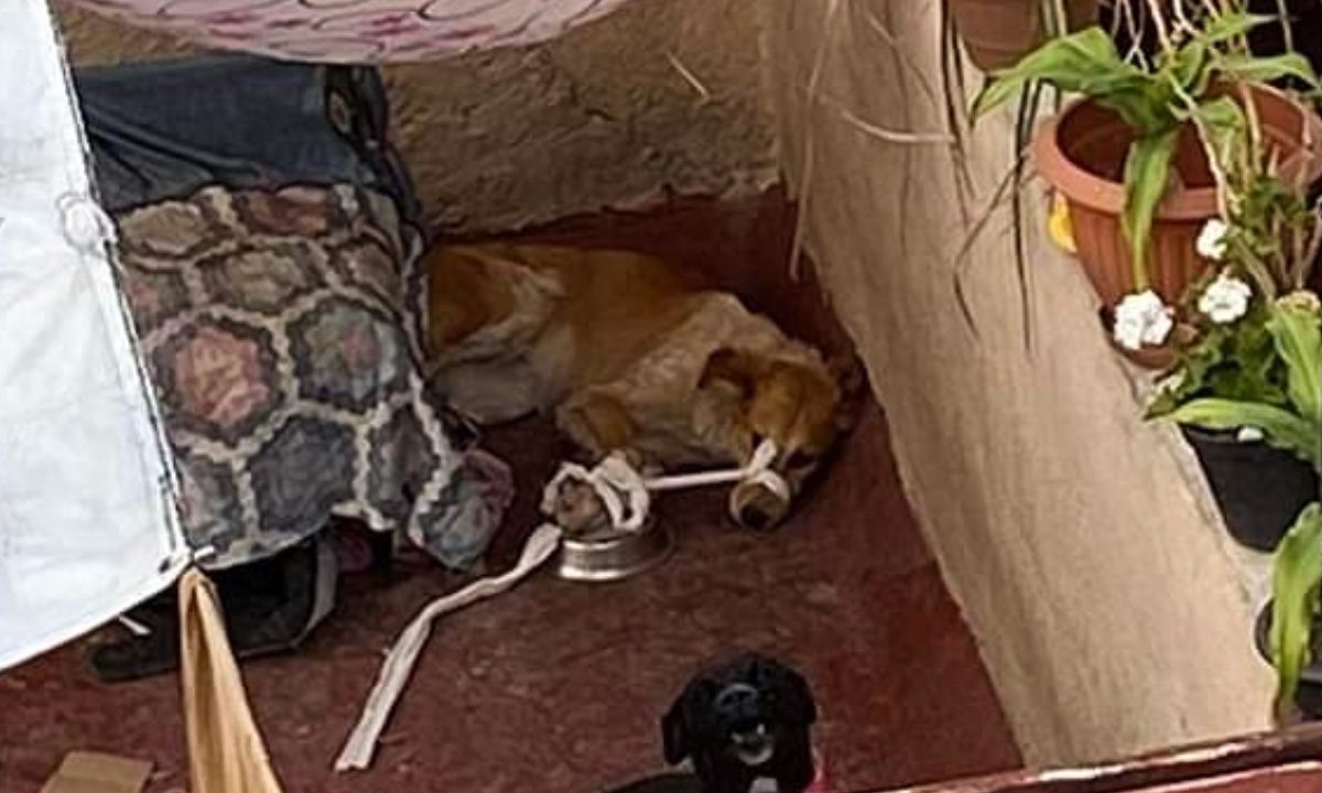Rescatan a perrita amordazada en azotea de la CDMX; busca nuevo hogar