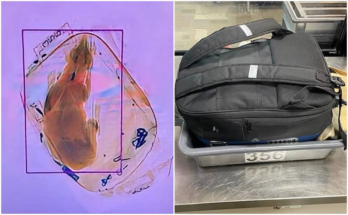 ¡Pasó de nuevo! Encuentran un perro "polizón" en aeropuerto de Wisconsin