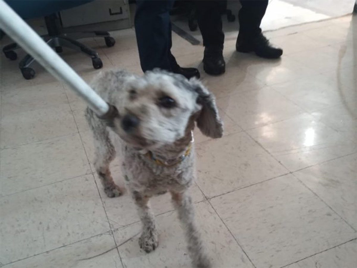 Perrito provoca retrasos tras invadir vías en Línea B del Metro