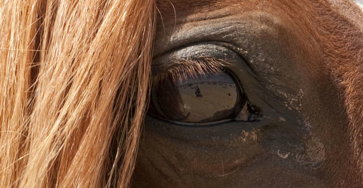 Niño muere en Durango por una patada de caballo