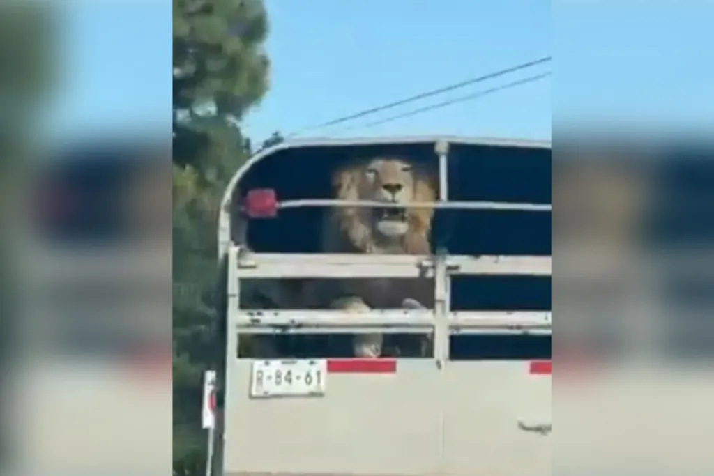 Conductor transporta un león sin jaula en la México-Toluca #VIDEO