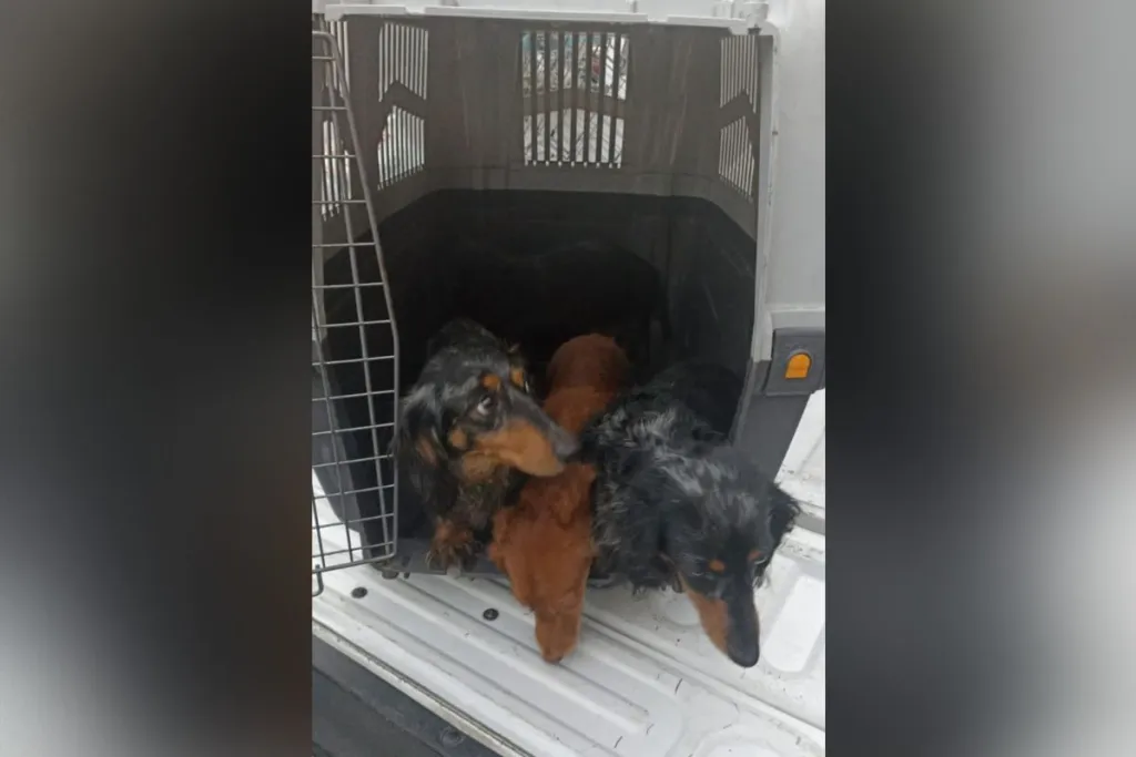 Rescatan 17 perros salchicha de un criadero clandestino en CDMX