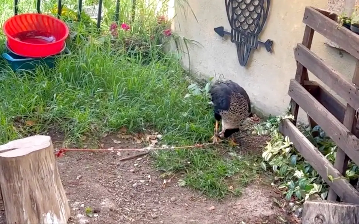 Denuncian maltrato animal en santuario de aves en Val’Quirico, Tlaxcala #VIDEO