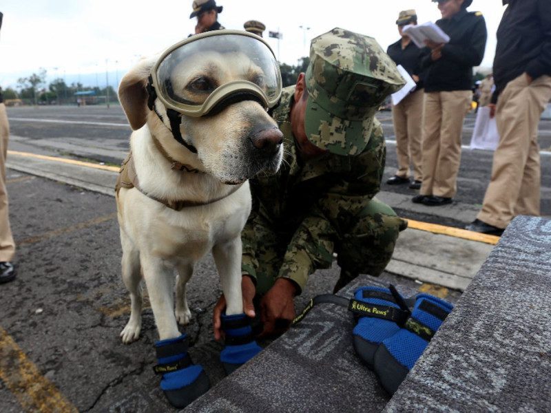Senado inaugura exposición fotográfica de la perrita Frida