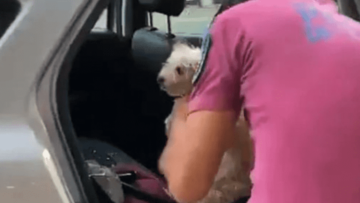 Policía rompe ventanilla de auto para rescatar a perrito encerrado a 38 grados de temperatura