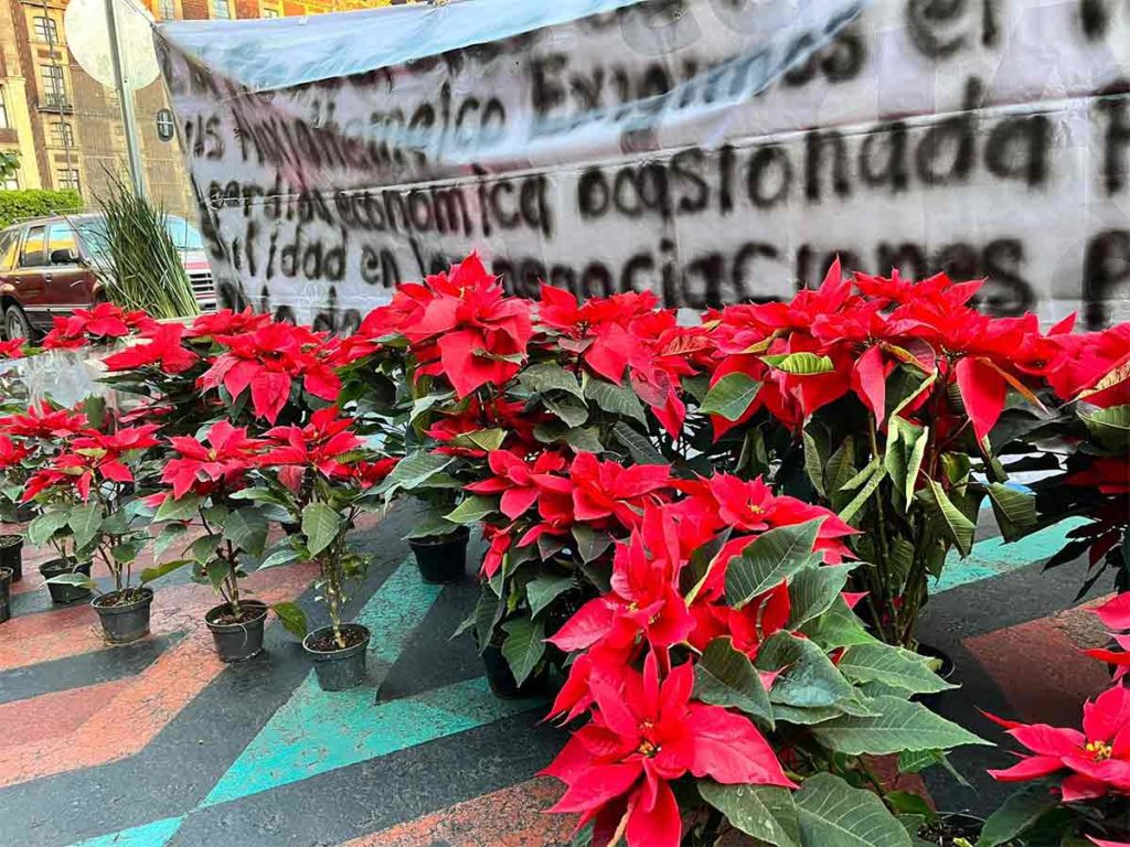 Productores exigen compra de Nochebuenas que no se vendieron por bloqueos en Xochimilco
