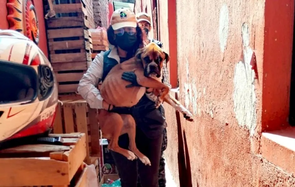 Rescatan y encuentran nueva casa a perrita que estaba 'en los huesos' en una azotea de CDMX