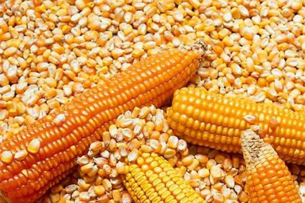 México y EU analizarán prohibición para consumo del maíz transgénico