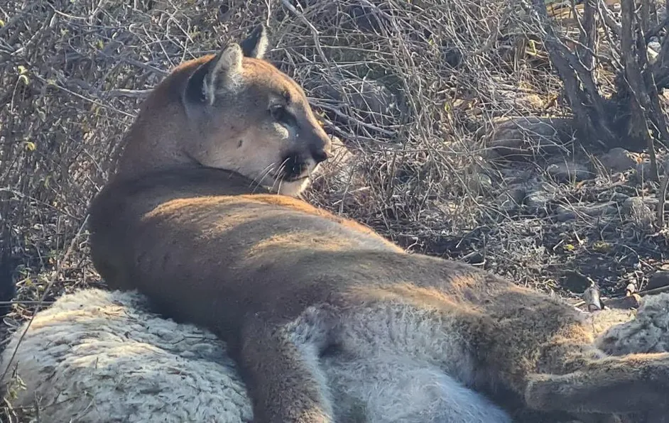 Puma atrapado por campesinos en Hidalgo muere por lesiones: Profepa