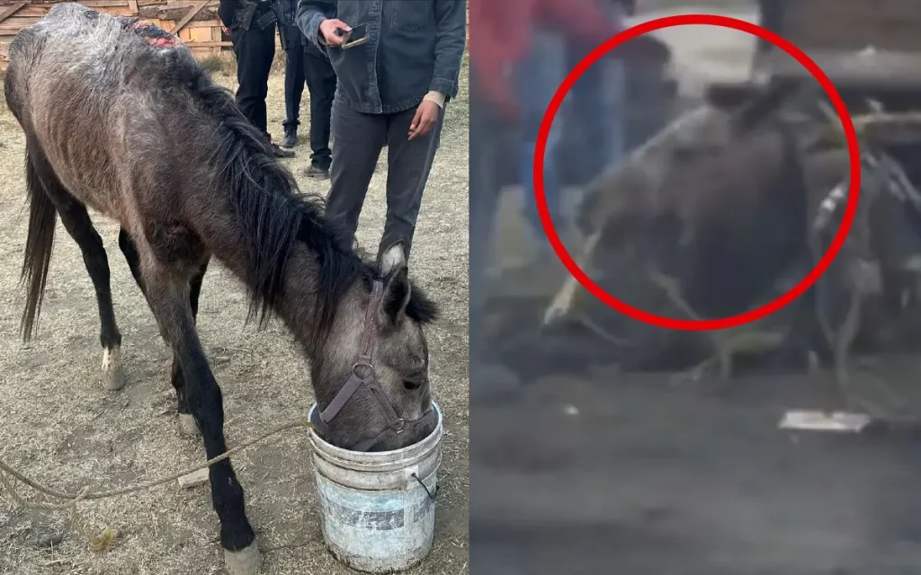 Rescatan a caballo usado para recolectar basura y que era golpeado cuando se cansaba