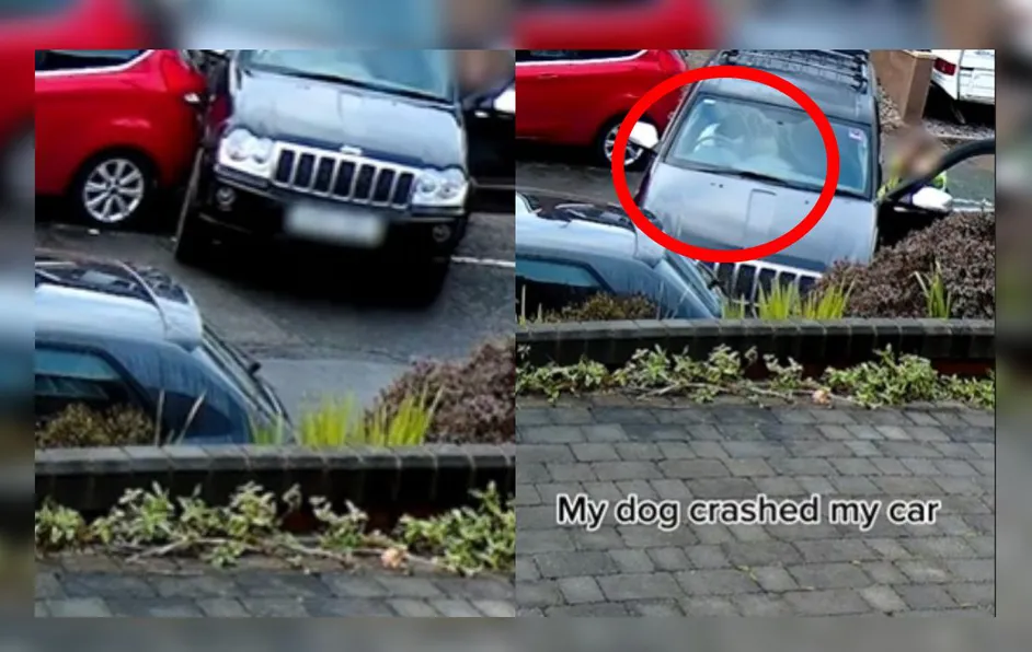Perrito toma el volante choca la camioneta de su dueña #VIDEO