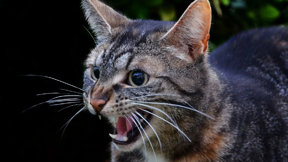 Analizan posible caso de rabia en mujer en Nayarit tras ser mordida por un gato