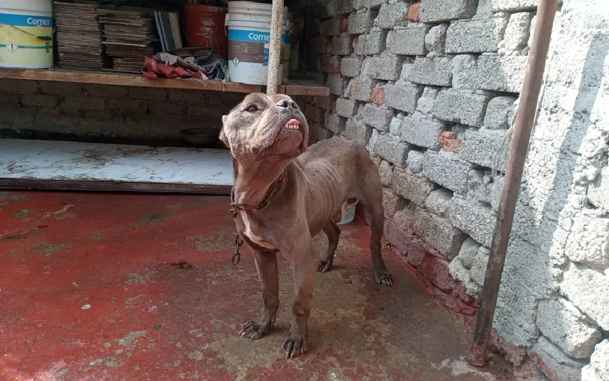 Recatan a perrito pitbull maltratado de un domicilio de la Álvaro Obregón