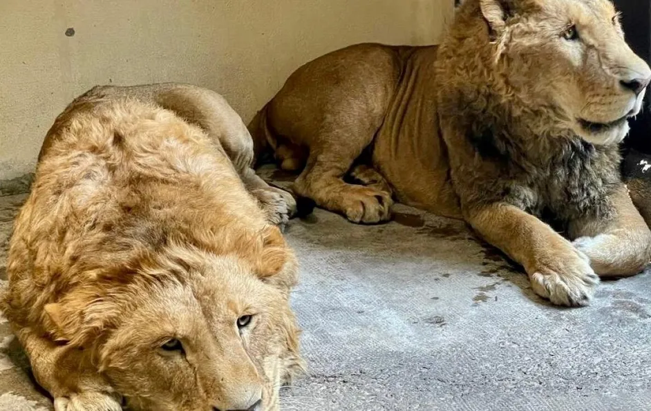 Abaten a tres leones tras intentar escapar de base paramilitar en Sudán