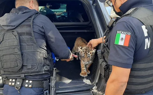 Cae pareja con armas de fuego y un cachorro de tigre en carretera de Querétaro