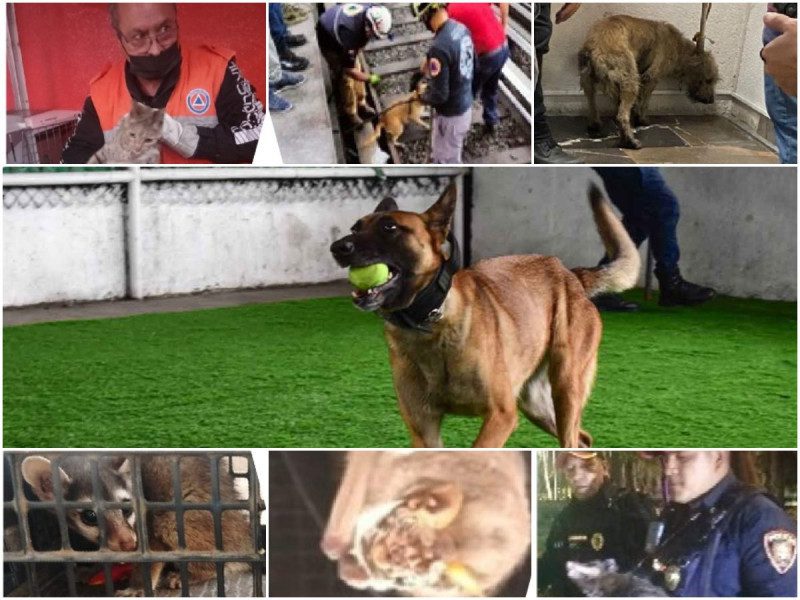 ¡Héroes! La PBI rescató a 18 animales y una perrita se integró a sus filas este 2022