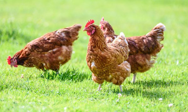 Virus de influenza aviar AH5N1 llega a CDMX; es detectado en Xochimilco y Tláhuac