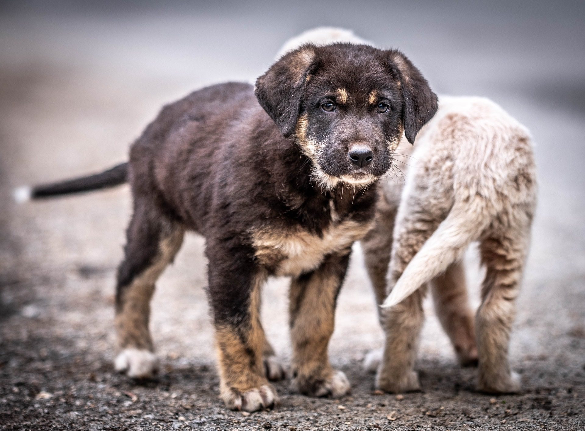 Nuevo León van contra el maltrato animal: prohibirá venta de perros y gatos de criaderos