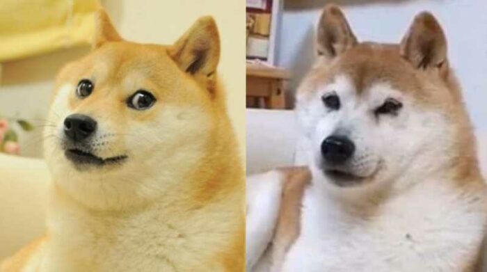 Perrita del meme 'doge', está gravemente enferma de leucemia