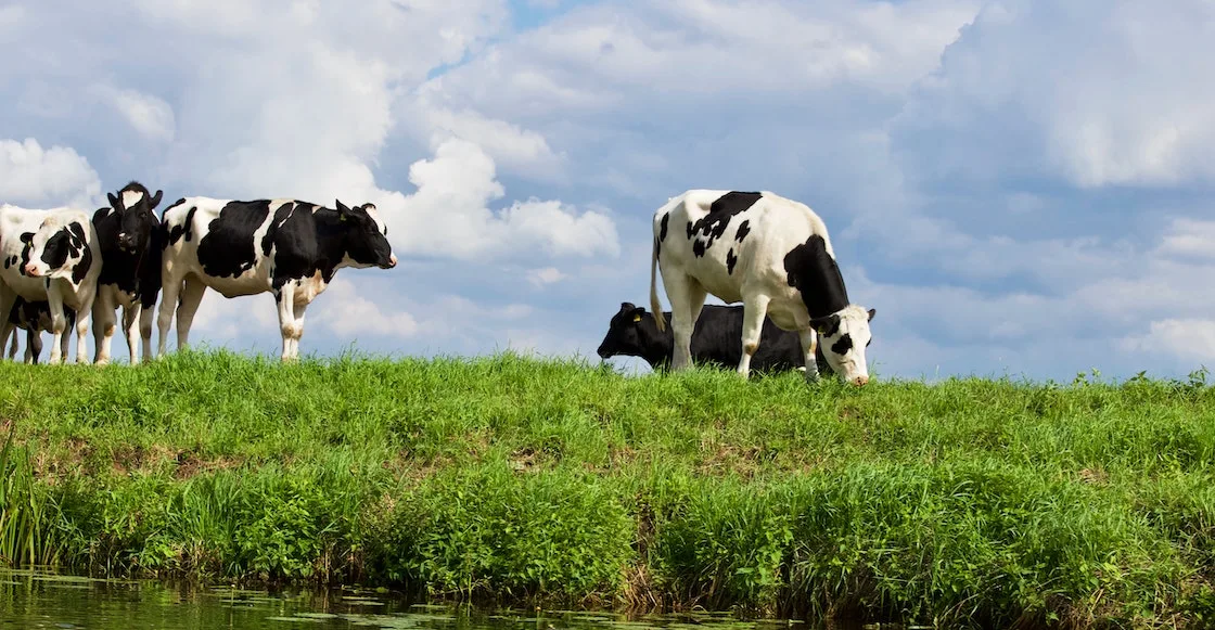 Detienen a sujeto por robarse más de 70 vacas en Puebla