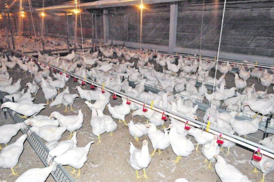 Chile reporta primeros casos de gripe aviar en aves silvestres