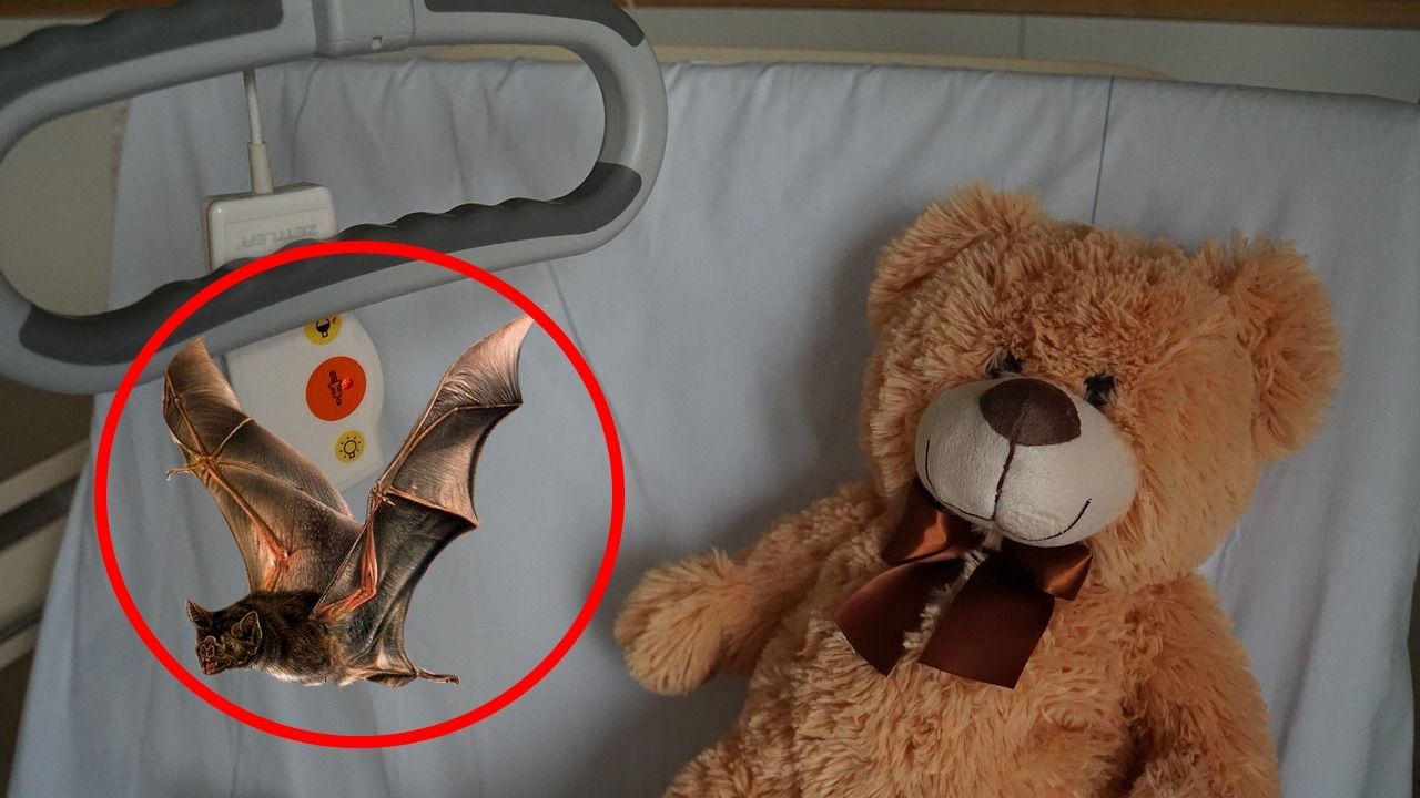 DIF en Oaxaca cubrirá gastos funerarios de niño que murió por rabia