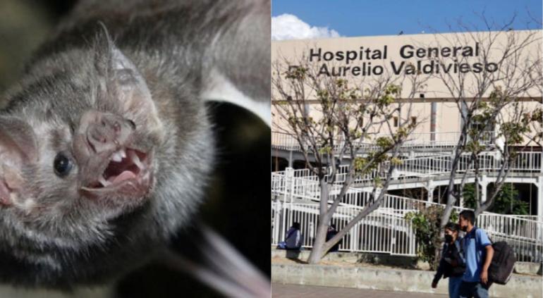 Dan de alta a la niña de 2 años tras mordedura de murciélago