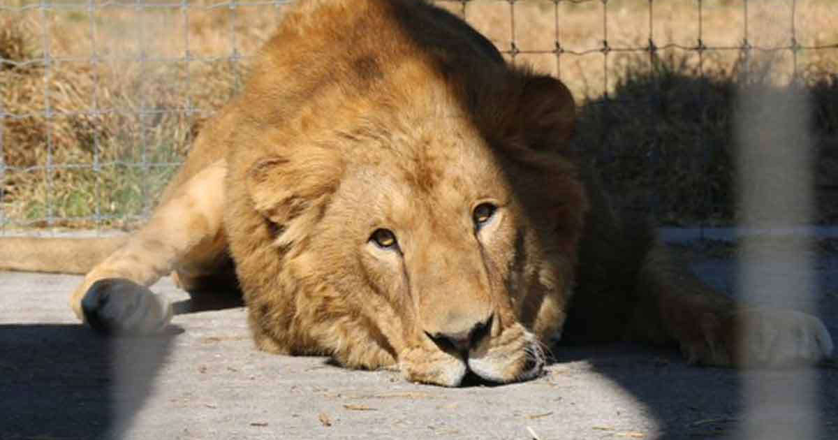 Felinos maltratados en el refugio Black Jaguar del Ajusco