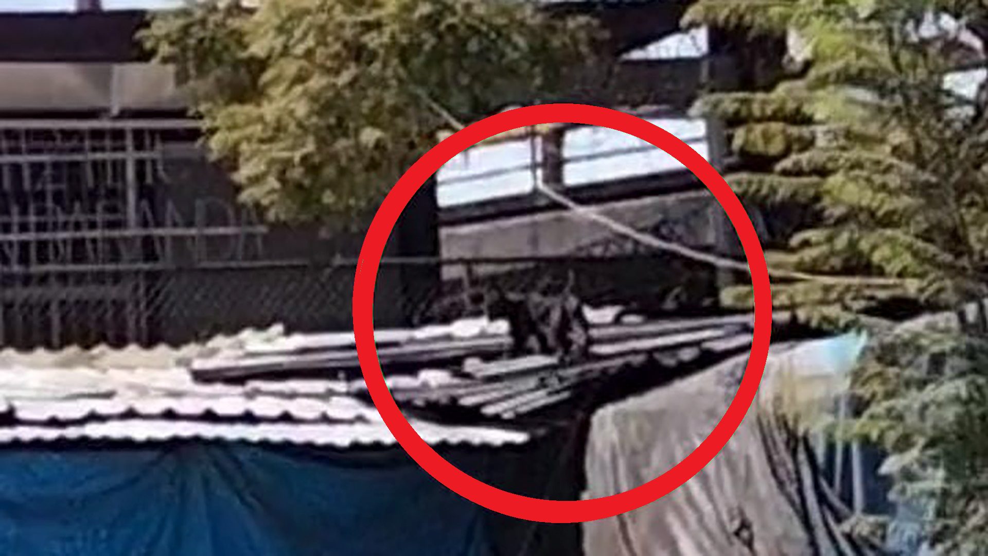 Pantera vista en el Metro Tacuba de la CDMX