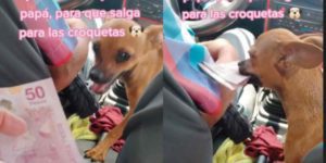 Perrita chihuahua ayuda a su amo taxista a cobrar el pasaje #VIDEO