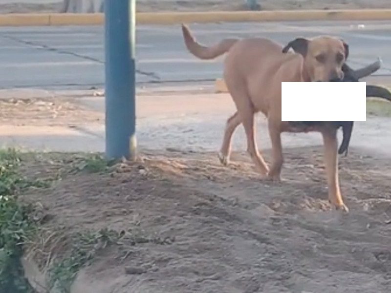 Perro lleva una cabeza de cabra en el hocico