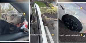 ¿Pero qué pasó? Perro pitbull destruye carísimo auto Tesla #VIDEO
