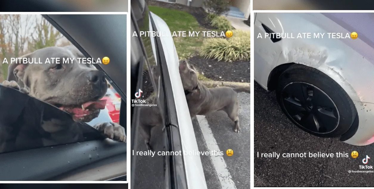 Perro pitbull destruye carísimo auto Tesla