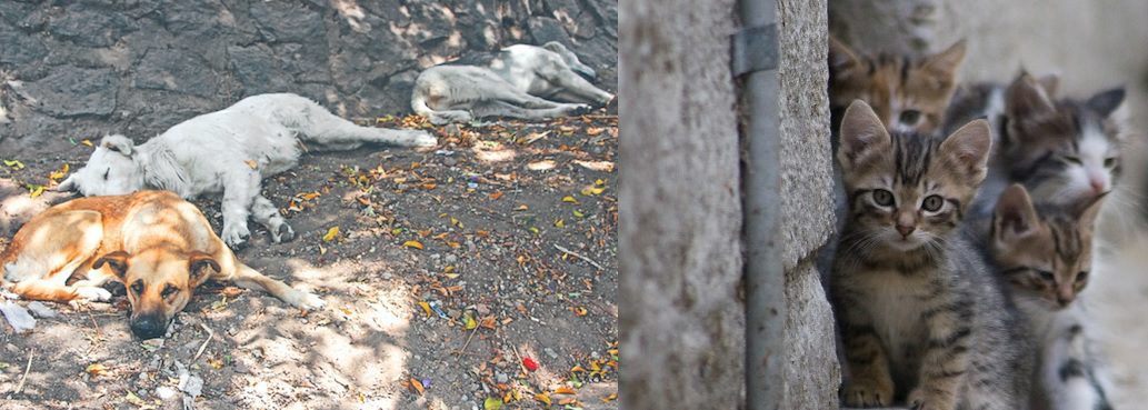 Perros y gatos abandonados en la CDMX