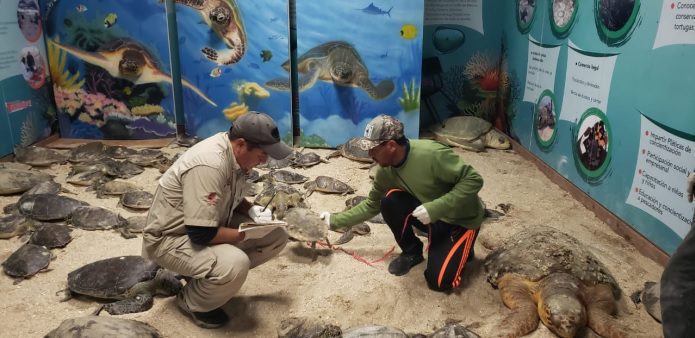 Rescatan a más de 73 tortugas con hipotermia en Tamaulipas