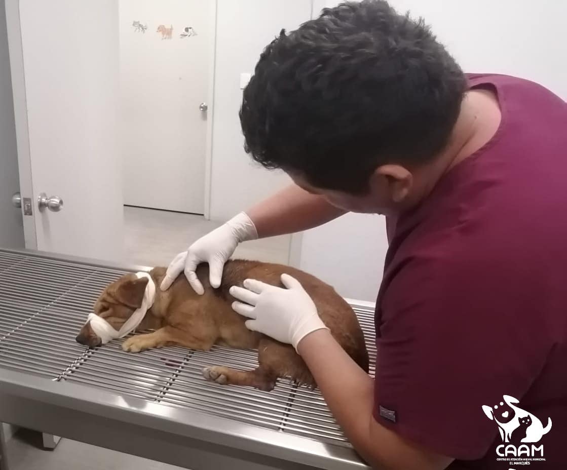 Rescatan a perrito tras ser baleado en El Marqués, Querétaro