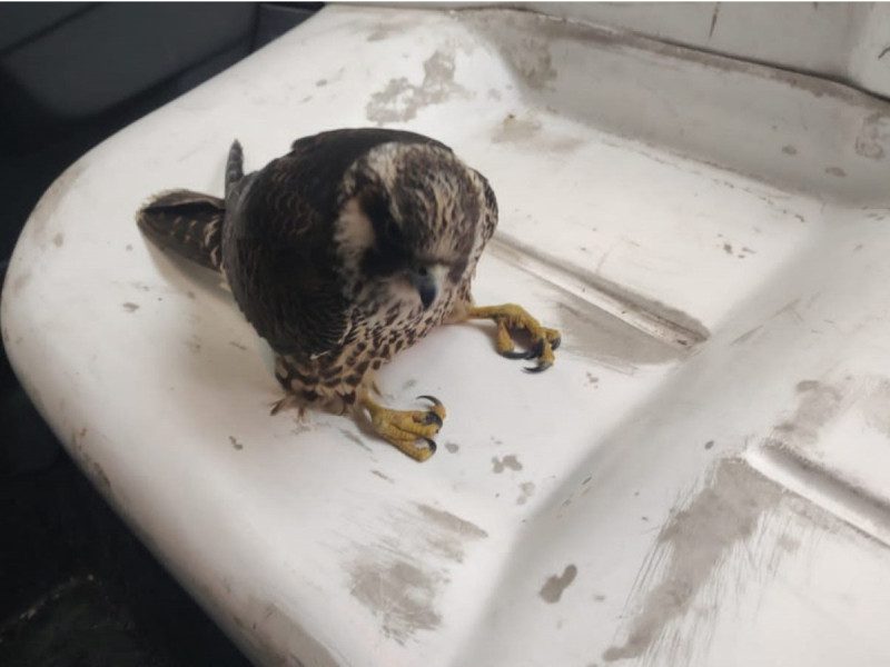 Rescatan halcón “aturdido y desorientado” en la CDMX
