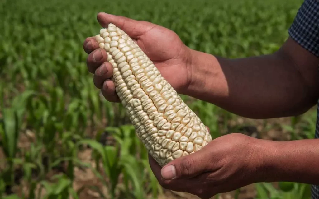 Estados Unidos amaga con panel contra México por veto al maíz transgénico