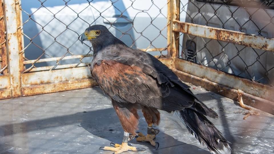 Bomberos rescatan águila atrapada en una casa en Atizapán de Zaragoza