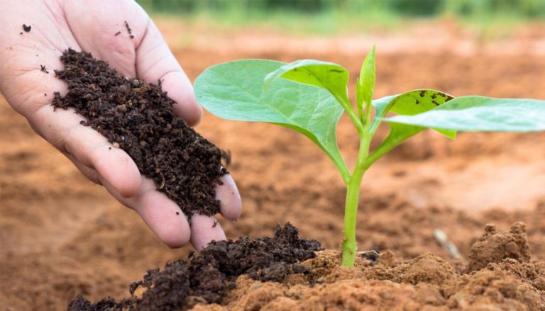 Secretaría de Agricultura publica reglas para suministro de fertilizantes