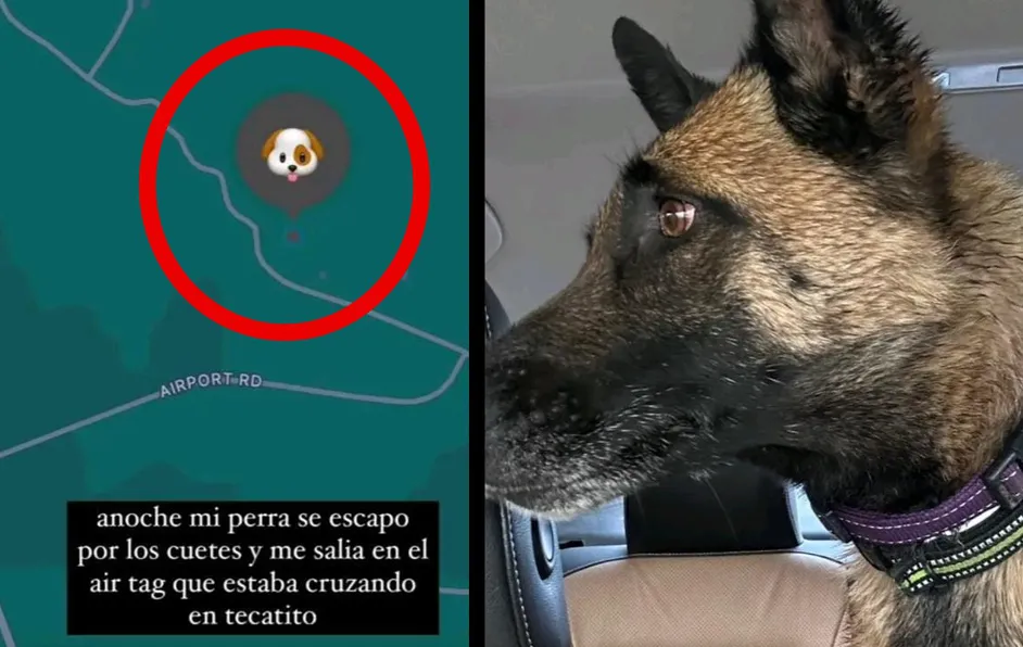 Perrita se escapa de su casa en México por culpa de los cohetes y termina en EU