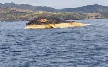 Localizan cadáver de ballena gigante en Playa Soledad, Michoacán