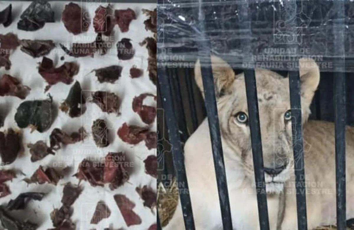 Extraen 2 kilos de basura del estómago de leona rescatada en Huejutla, Hidalgo