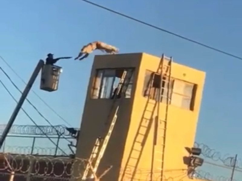 Reo se lanza de torre de vigilancia en Cereso de Agua Prieta, en Sonora