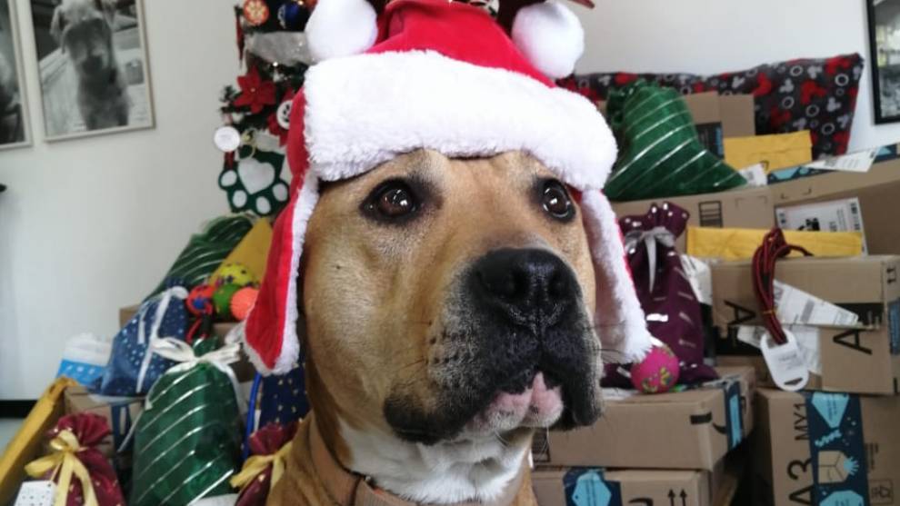 Los animales de compañía no son juguetes, recuerda la Sedema a los Reyes Magos