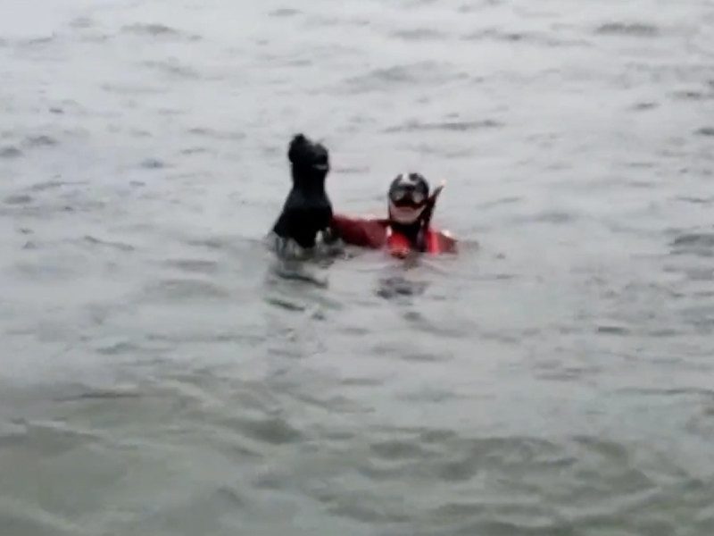 Entre fuertes vientos e intenso frío, perrita paso 4 días atrapada en una isla #VIDEOS