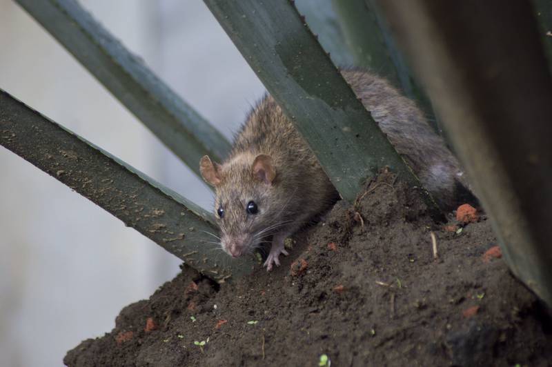Secundaria en Oaxaca suspende clases presenciales por una plaga de ratas